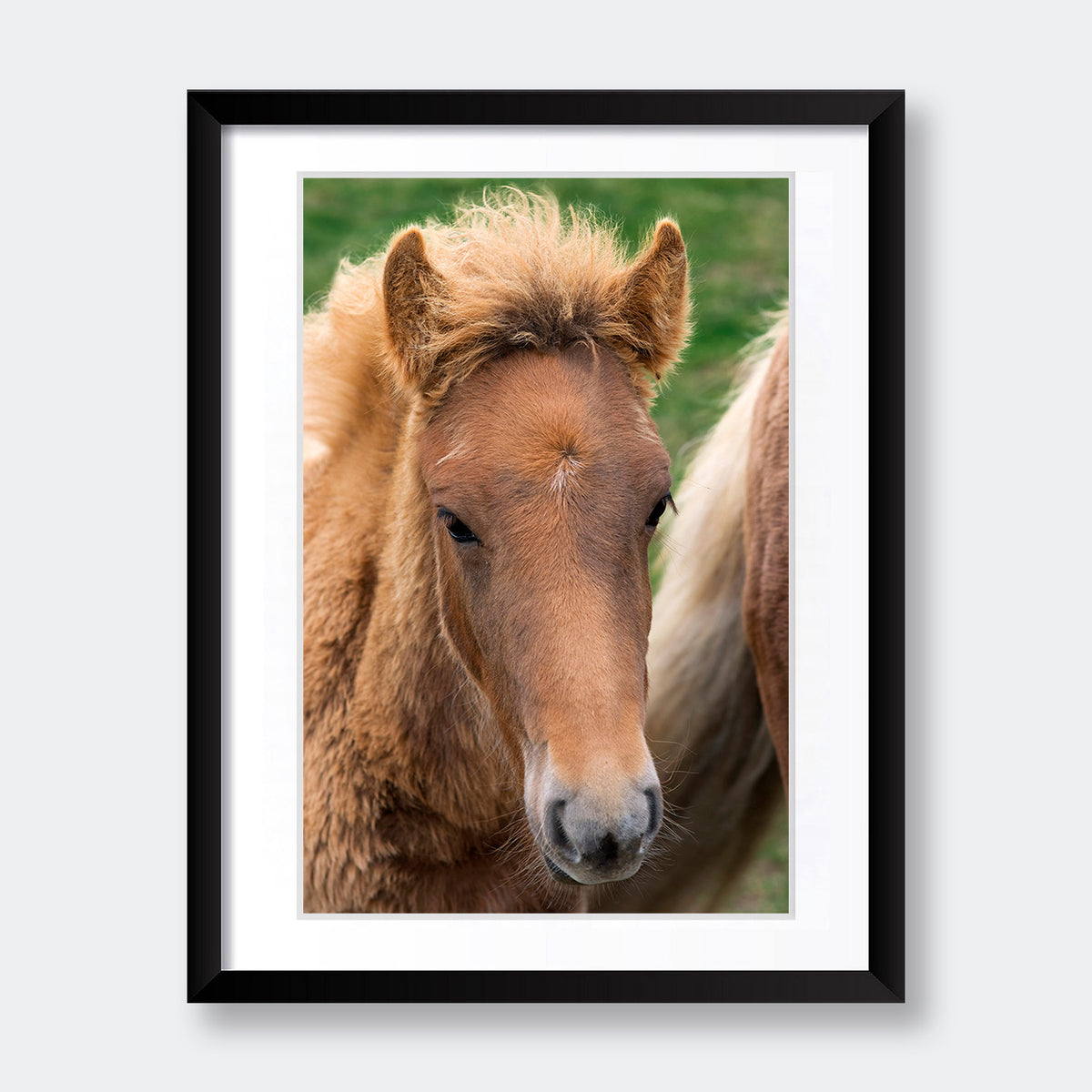 "Icelandic Colt" - Animal Photography by Tom Artin