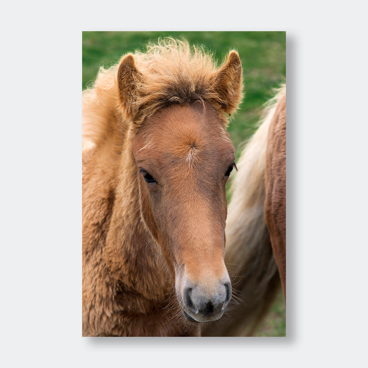 "Icelandic Colt" - Animal Photography by Tom Artin