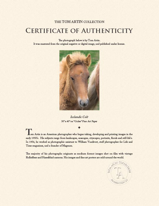 "Icelandic Colt" - Animal Photography by Tom Artin
