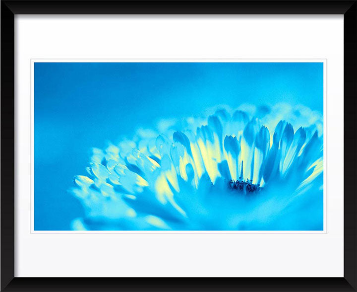 "Bud" by Daniel Furon Photography