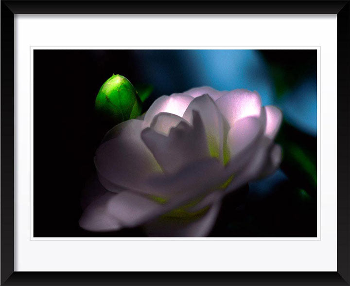 "Camellia" by Daniel Furon Photography