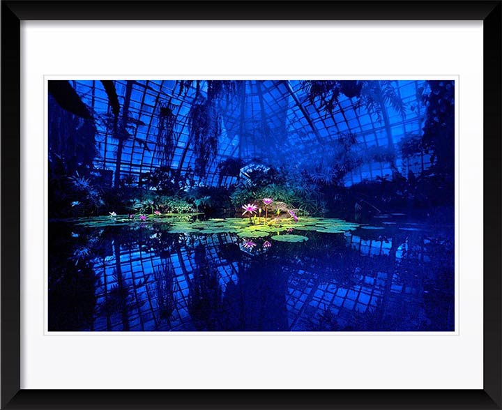 "Lotus in Blue Greenhouse" by Daniel Furon Photography