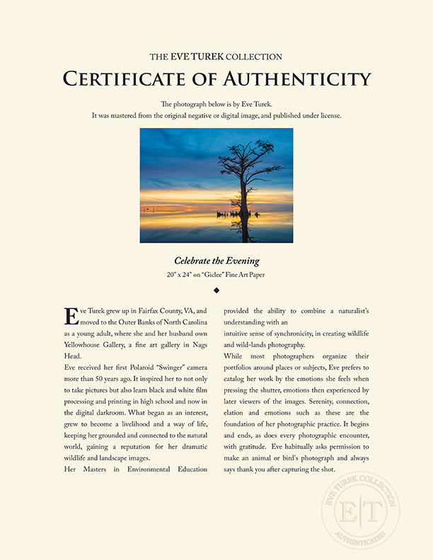 "Celebrate the Evening" by Eve Turek Photography