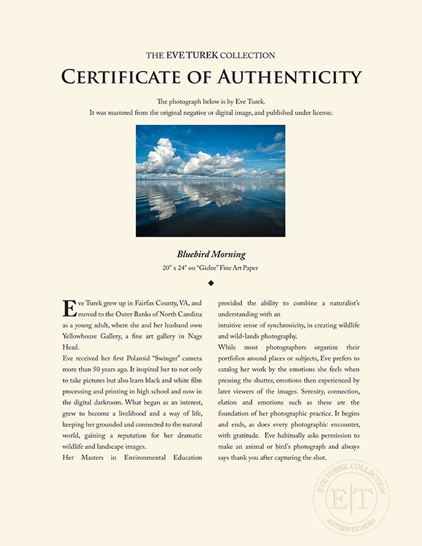 "Bluebird Morning" by Eve Turek Photography