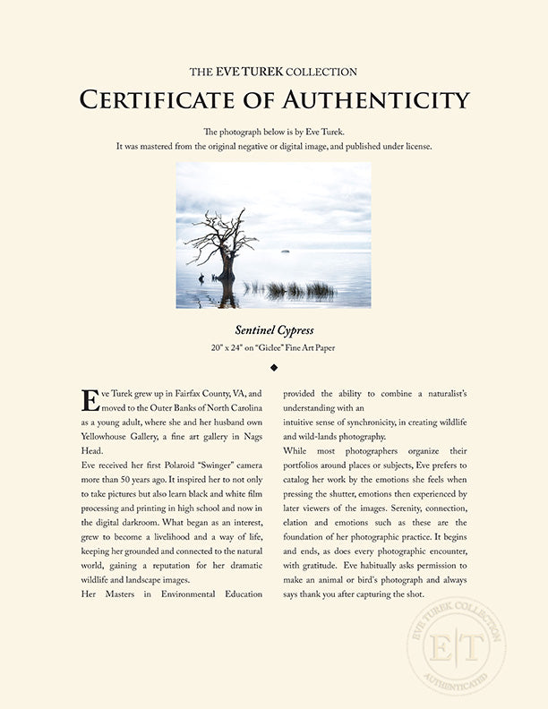 "Sentinel Cypress" by Eve Turek Photography