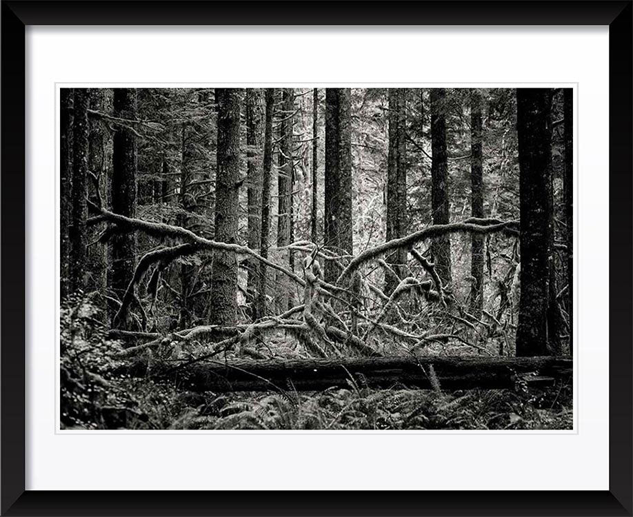 "Creature of the forest" by Joshua Johnston Photography