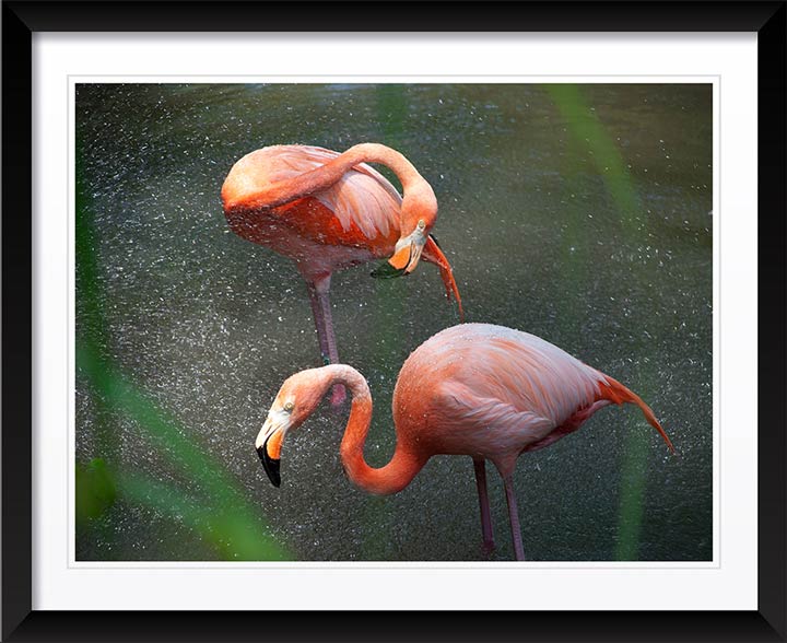 "Flamingos in Mist, New York 2012" by Christopher Petsos Photography