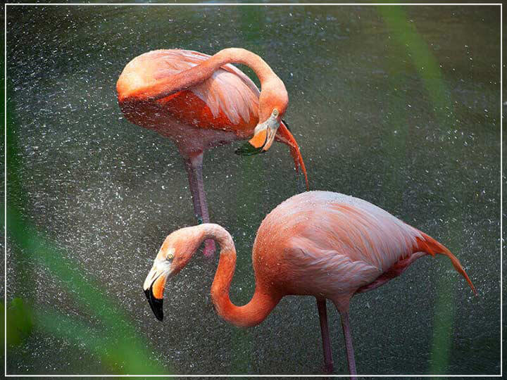 "Flamingos in Mist, New York 2012" by Christopher Petsos Photography-Artography Limited
