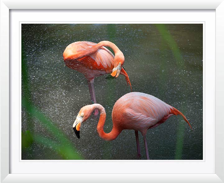 "Flamingos in Mist, New York 2012" by Christopher Petsos Photography