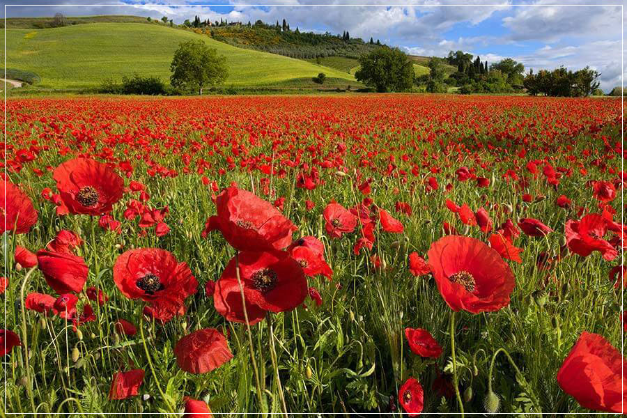 "Pop Life" by Christopher Petsos Photography