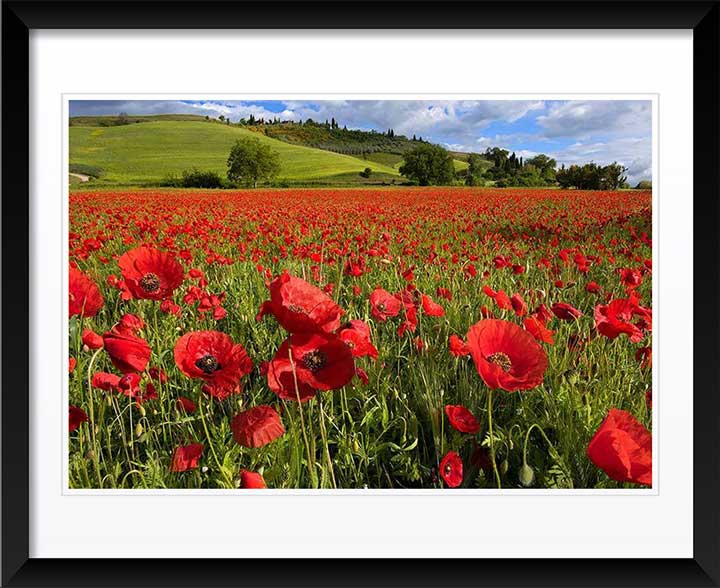 "Pop Life" by Christopher Petsos Photography