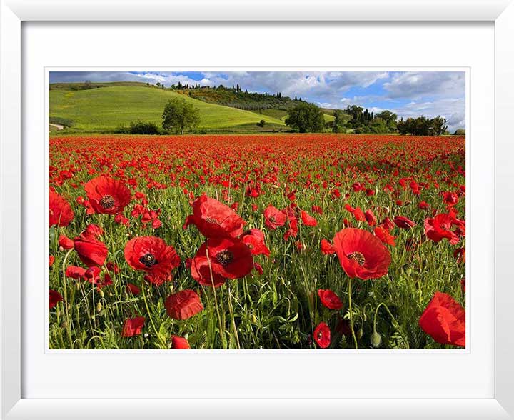 "Pop Life" by Christopher Petsos Photography