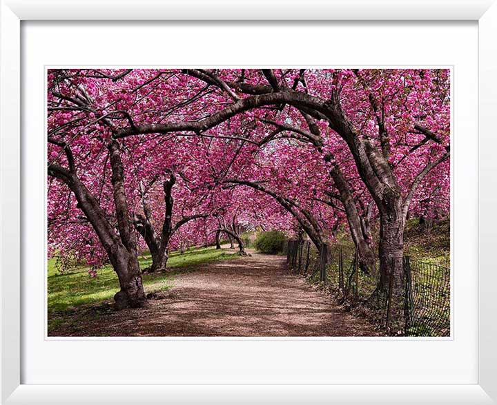 "Under the Cherry Bloom" Wall Art by Christopher Petsos