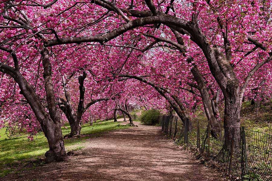 "Under the Cherry Bloom" Wall Art by Christopher Petsos