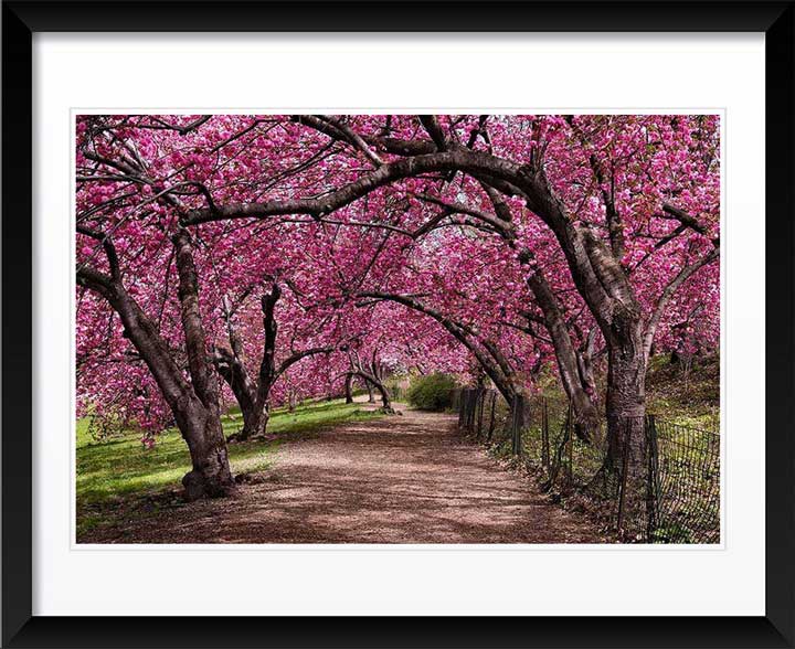 "Under the Cherry Bloom" Wall Art by Christopher Petsos