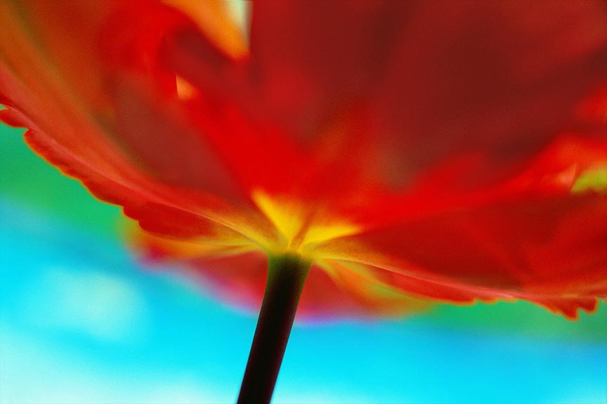 "Tulip, close up" by Daniel Furon Photography