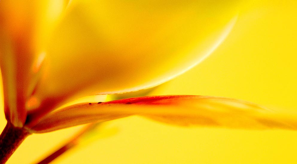 "Yellow Iris" by Daniel Furon Photography