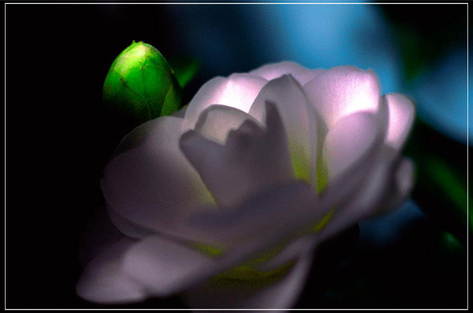 "Camellia" by Daniel Furon Photography-Artography Limited