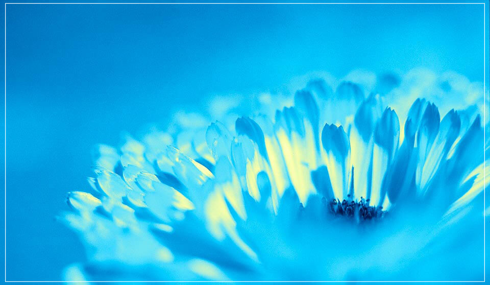 "Bud" by Daniel Furon Photography-Artography Limited