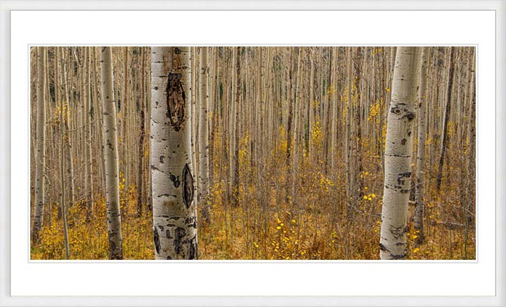 "Fall in the Birch Forest" by Dorte Verner Photography