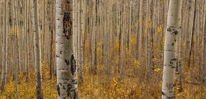 "Fall in the Birch Forest" by Dorte Verner Photography