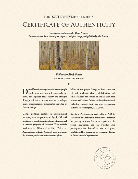 "Fall in the Birch Forest" by Dorte Verner Photography-Artography Limited