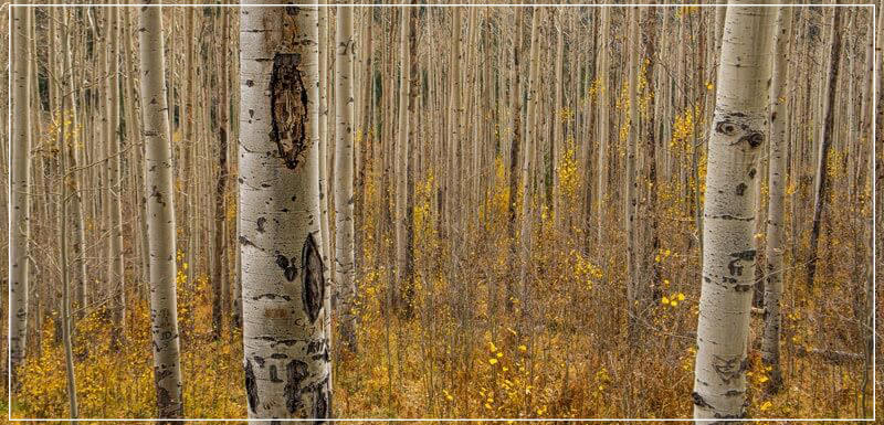 "Fall in the Birch Forest" by Dorte Verner Photography-Artography Limited