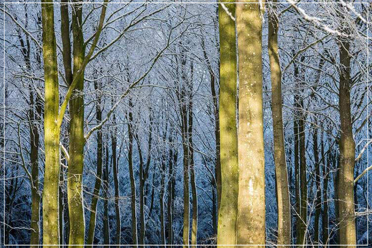 "Winter Light in the Forest" by Dorte Verner Photography-Artography Limited