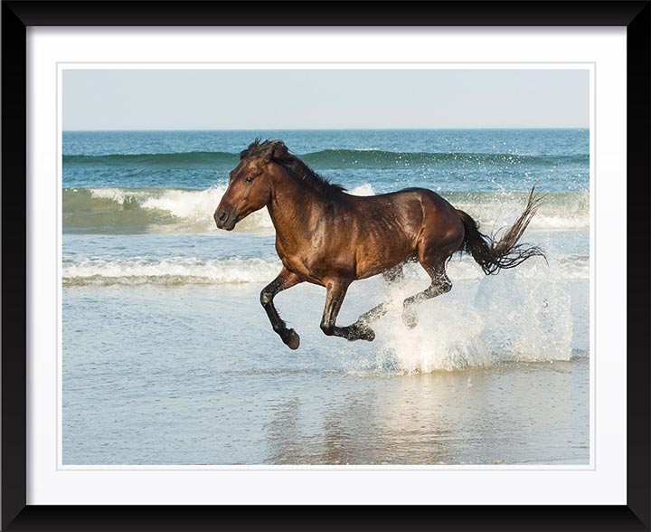 "Run Like The Wind" by Eve Turek Photography