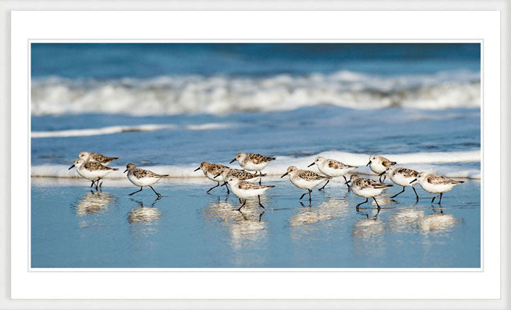 "Sanderling Relay" by Eve Turek Photography