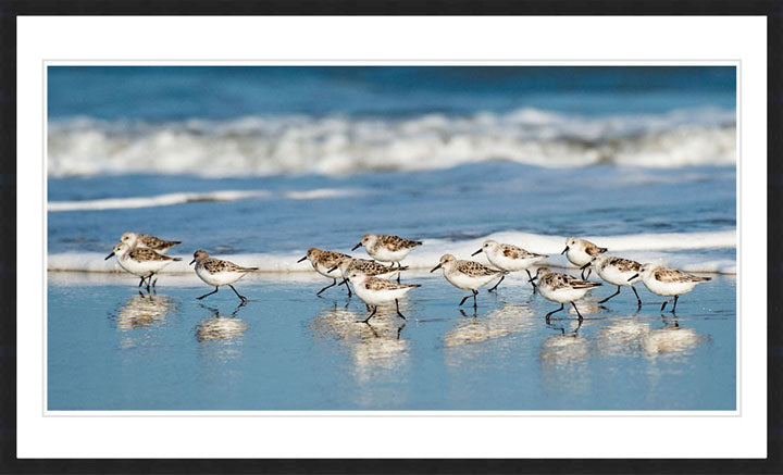 "Sanderling Relay" by Eve Turek Photography