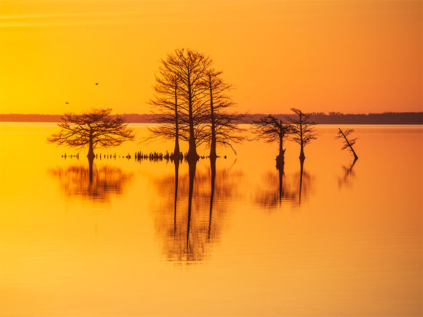 "Good As Gold" by Eve Turek Photography