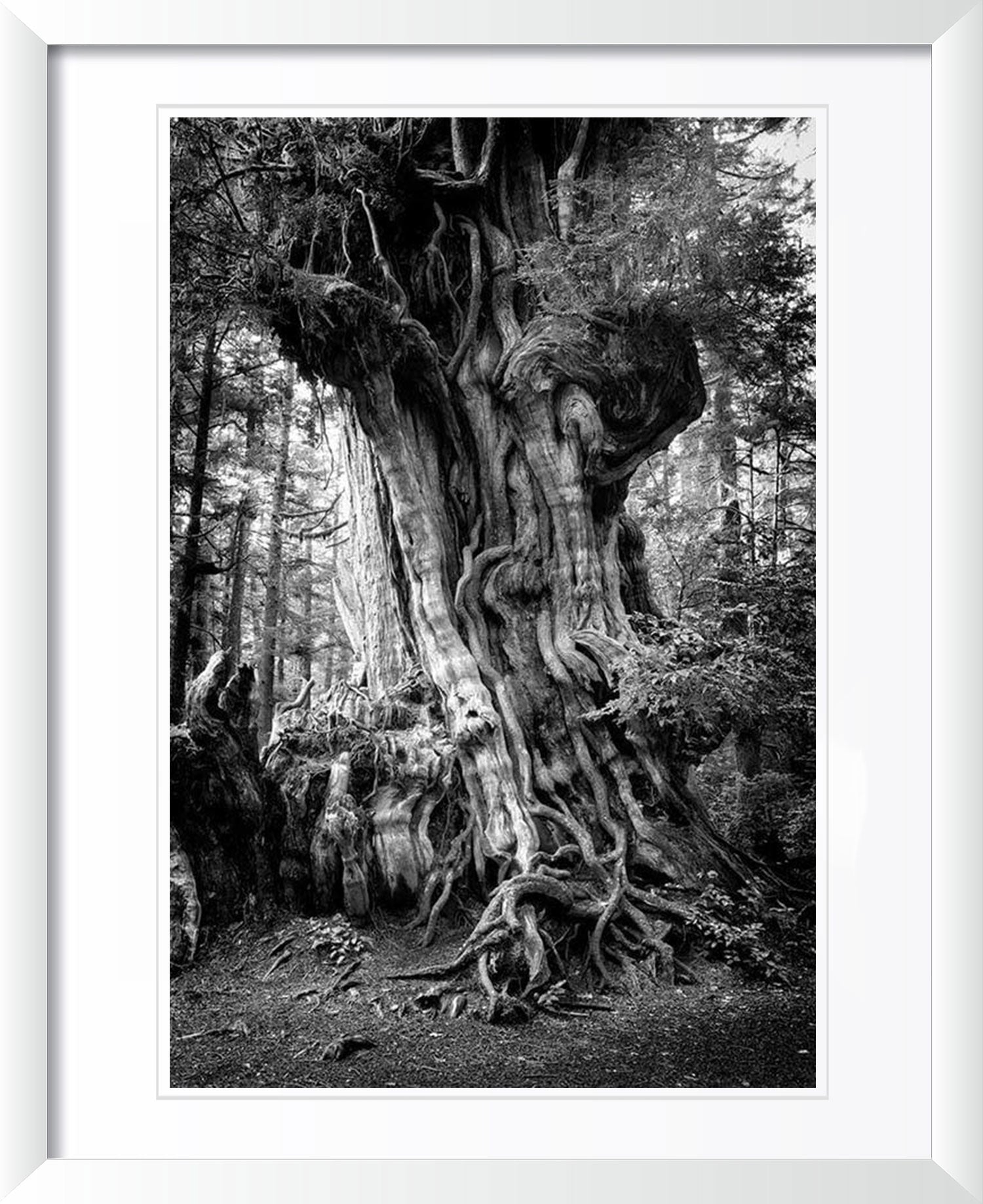 "Big Cedar" by Joshua Johnston Photography