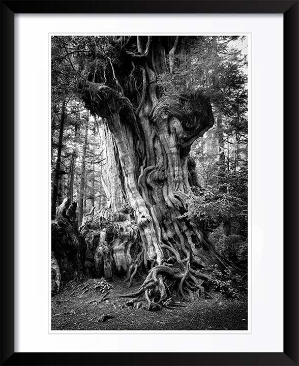 "Big Cedar" by Joshua Johnston Photography