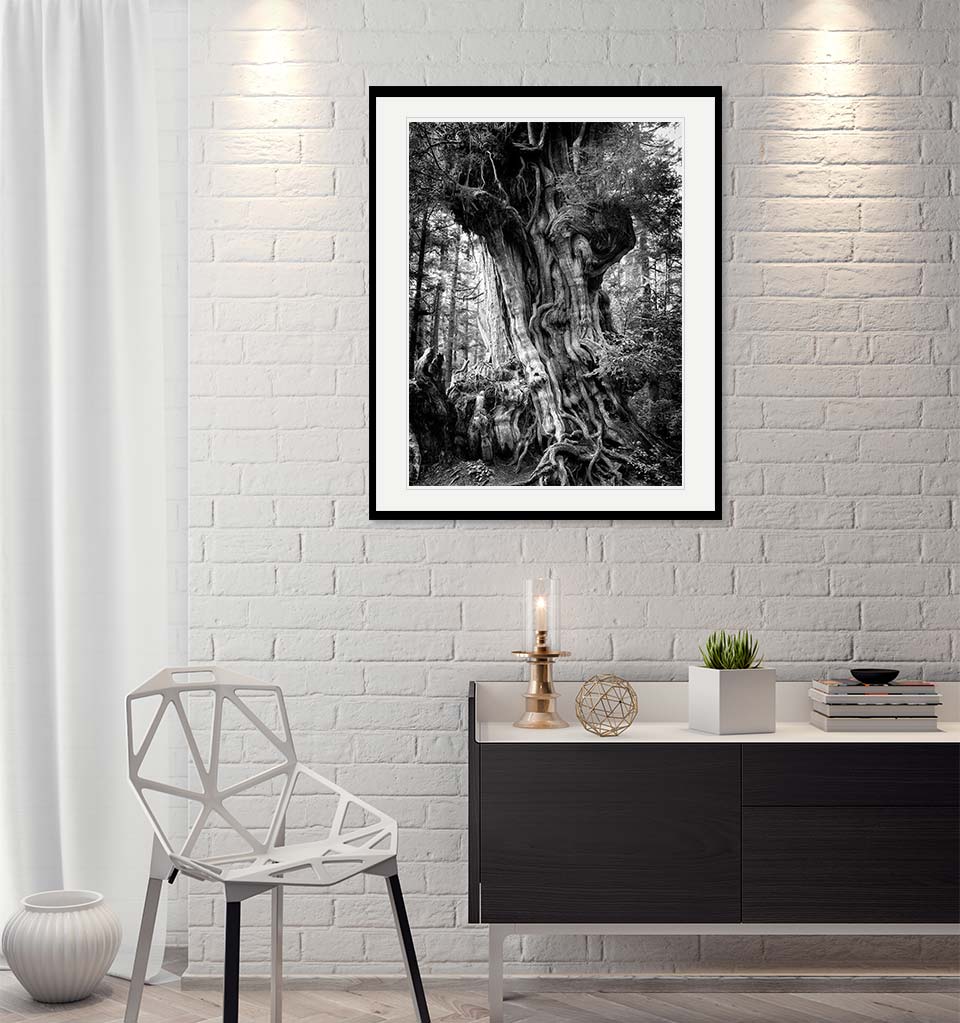 "Big Cedar" by Joshua Johnston Photography-Artography Limited