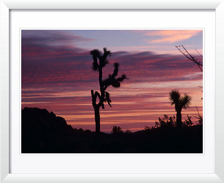 "Cacti Set" by Robert Manno Photography