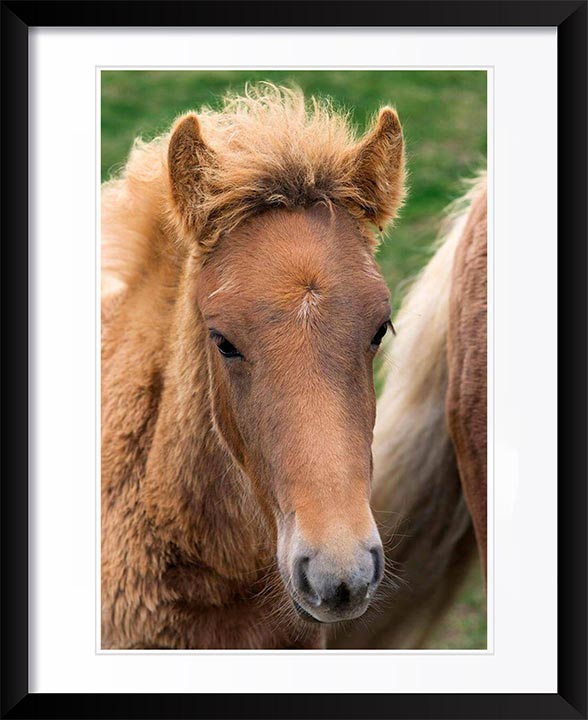 "Icelandic Colt" by Tom Artin Photography