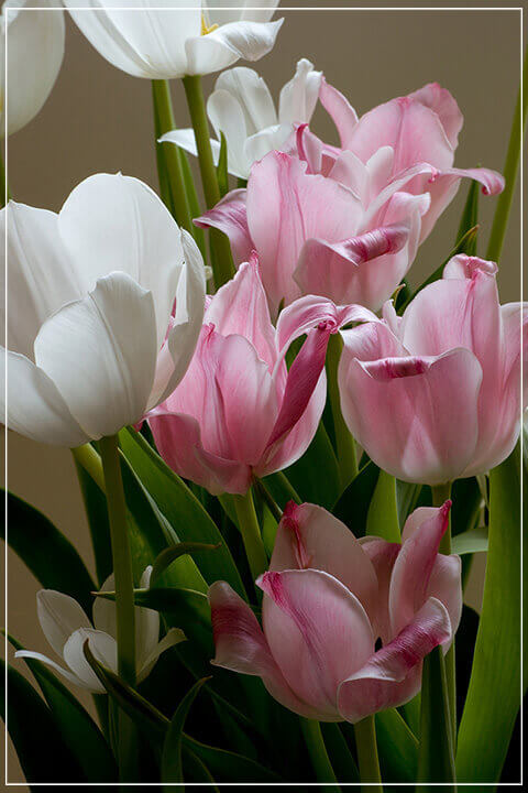 "Easter Tulips" by Tom Artin Photography-Artography Limited