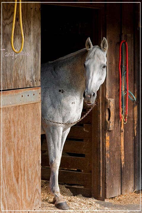 "Grey Horse A" by Tom Artin Photography-Artography Limited