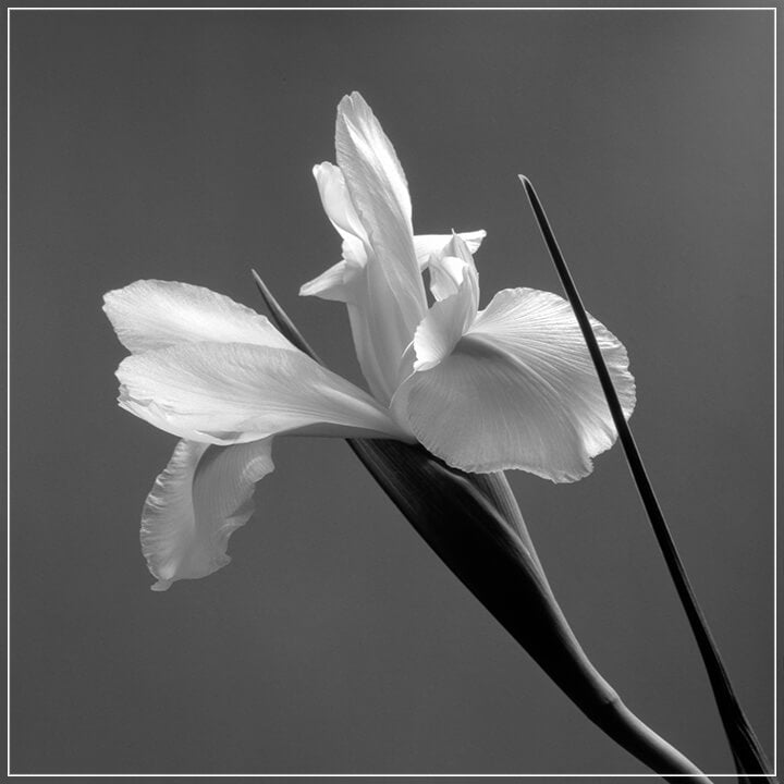 "Iris" by Tom Artin Photography-Artography Limited