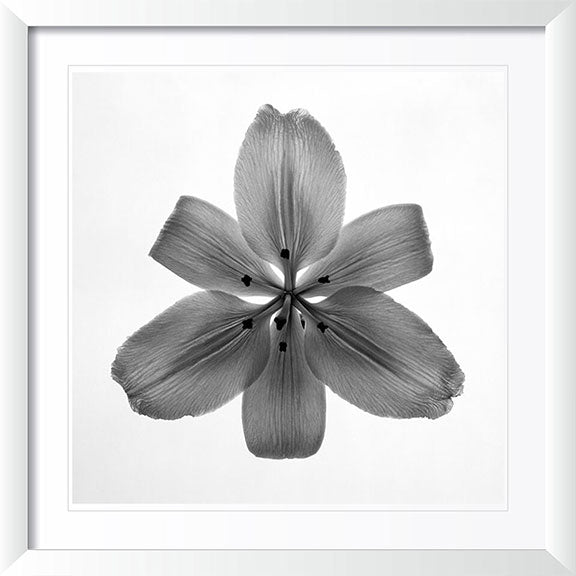 "Lily" by Tom Artin Photography