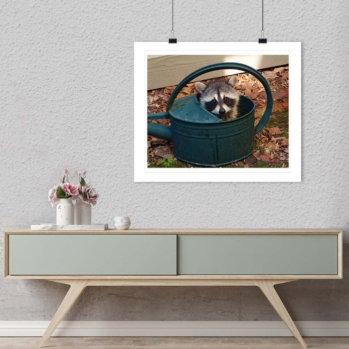 "Raccoon Baby" by Tom Artin Photography-Artography Limited