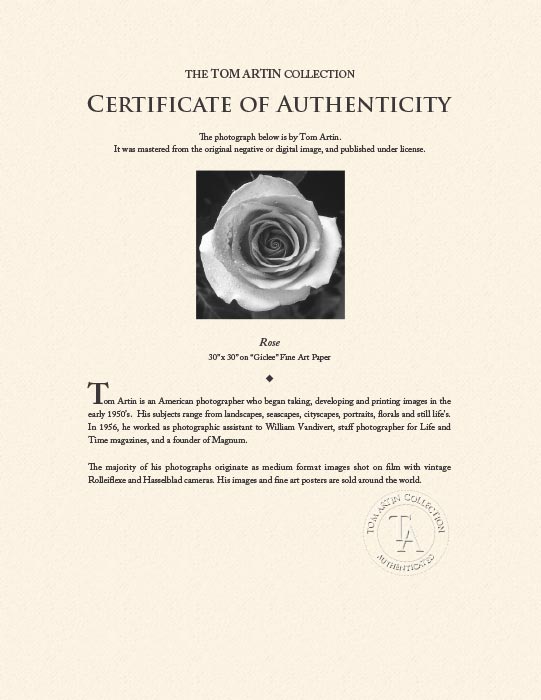 "Rose" by Tom Artin Photography-Artography Limited