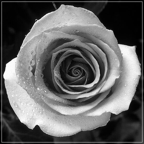 "Rose" by Tom Artin Photography-Artography Limited
