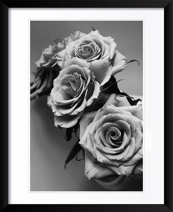 "Roses" by Tom Artin Photography