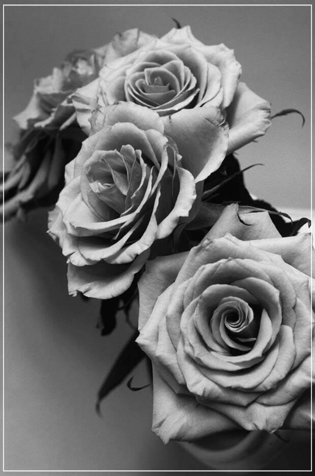 "Roses" by Tom Artin Photography-Artography Limited