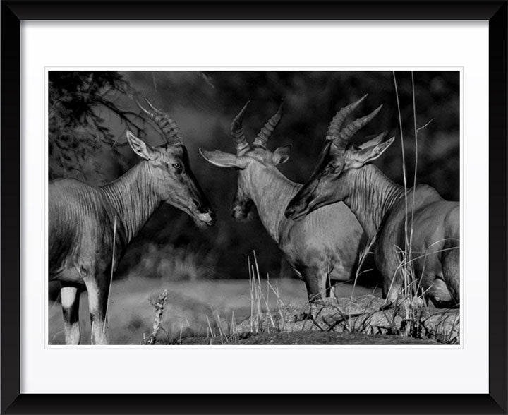 "Antelopes Trio" by Viet Chu Photography