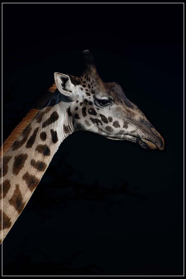 "Giraffe Profile" by Viet Chu Photography-Artography Limited