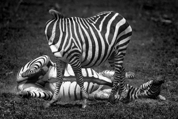 "Nutty Zebra" by Viet Chu Photography
