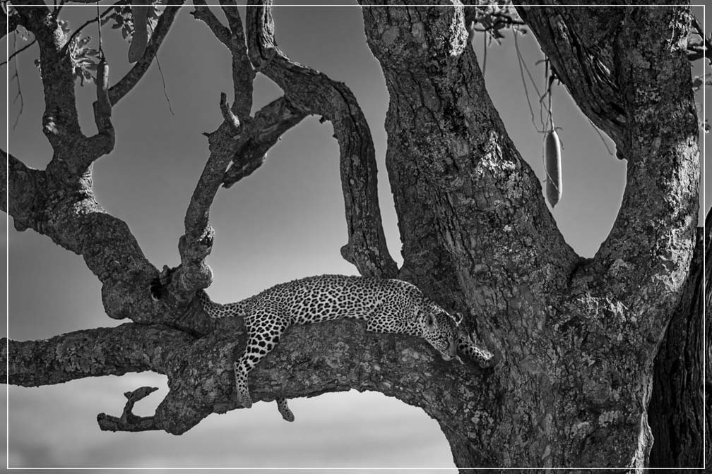 "Lounging Leopard" by Viet Chu Photography-Artography Limited